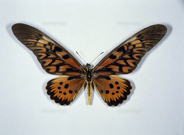 ドルーリーオオアゲハ 標本[32073000702]の写真・イラスト素材｜アマナ