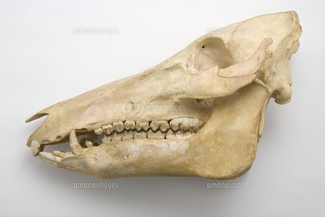 ニホンイノシシの頭骨標本[32202000272]の写真・イラスト素材｜アマナ