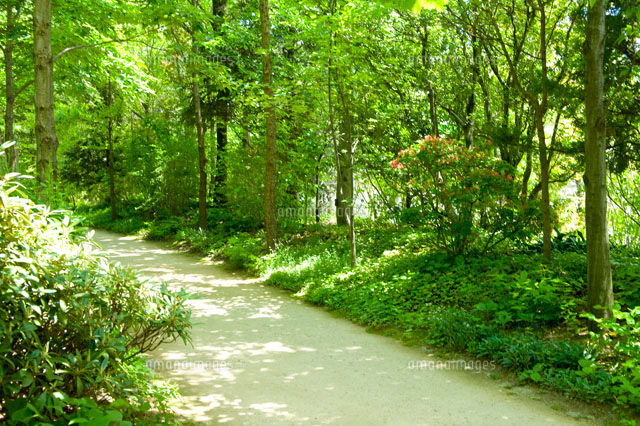 森の小道[02332000264]の写真・イラスト素材｜アマナイメージズ