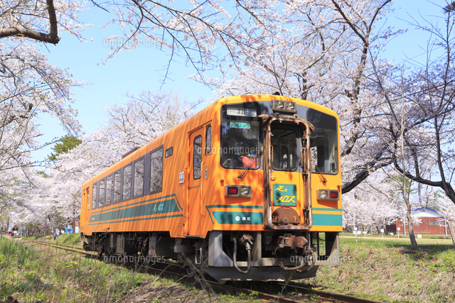 津軽鉄道 走れメロス号と桜並木[10696001145]の写真・イラスト素材