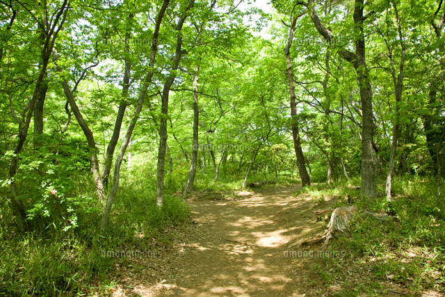 森の小道[10134001679]の写真・イラスト素材｜アマナイメージズ