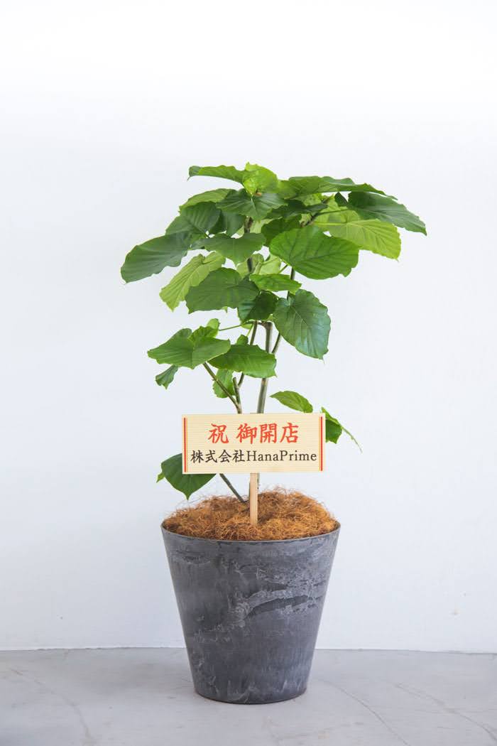 観葉植物 フィカス ウンベラータ（8号鉢）｜HanaPrime（ハナプライム）