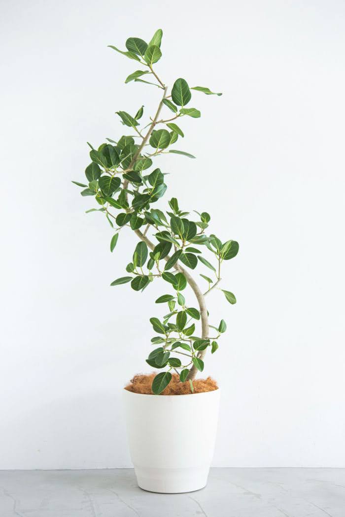 観葉植物 フィカス ベンガレンシス 曲がり（10号鉢）｜HanaPrime（ハナ