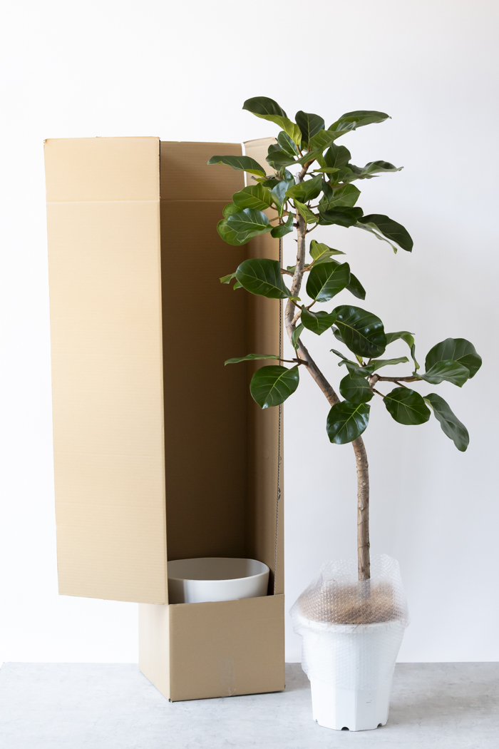 観葉植物 フィカス アフリカンプリンス曲がり（10号鉢）｜HanaPrime