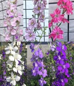 千鳥草の種ミックス - メルカリ