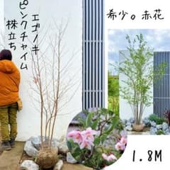 希少。赤花エゴノキピンクチャイム株立ち1.8M(鉢底から) - メルカリ