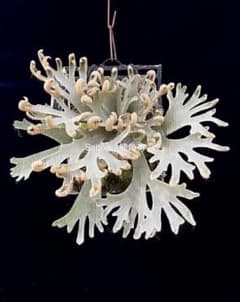 P.Willinckii ''Mew'' sporeling ドワーフ確定 - メルカリ