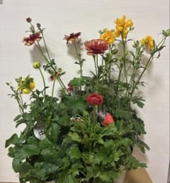 ラナンキュラスラックス ランドセル 5号鉢ムーサ ピュタロス