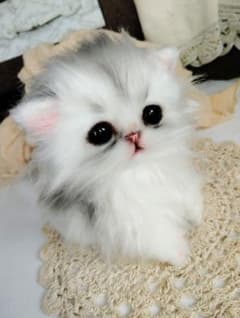 チンチラシルバー♡子猫のくるみちゃん♡アートドール♡ぬいぐるみ