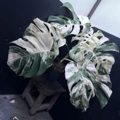 斑入りモンステラ ホワイトタイガー極美大株74cm白斑多 - メルカリ