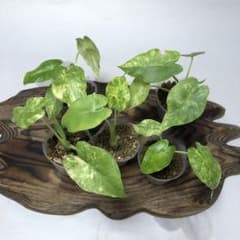 MS17 5株セットアロカシア・ドラゴンスケール・ミント・バリエガータ