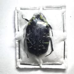 標本】サザナミマラガシーハナムグリ - メルカリ