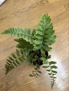 空*草様 ☆ヘイケイヌワラビ 島根県産 胞子培養株 - メルカリ