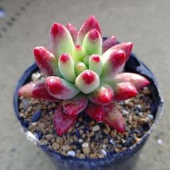 乙女心×ロメオルビン 多肉植物抜き苗うに - メルカリ