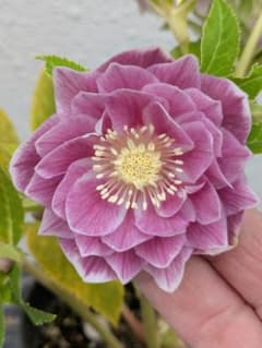 広瀬園芸 クリスマスローズ オーレア系 ピンクグラデーションdd