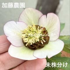 発送お任せ❣️□加藤農園□ 未株分け クリスマスローズ - メルカリ