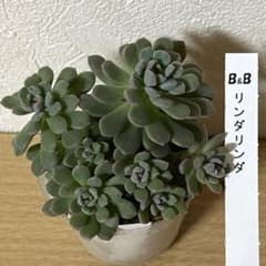 多肉植物 リンダリンダ① ぼのぼのさん - メルカリ