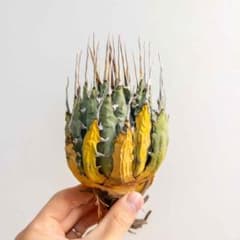 60 ユタエンシス エボリスピナ 現地株 ベアルート 陽炎 アガベ - メルカリ