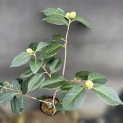 紅葉 Koyo (代理人)様ご確認苗 レイジェントリー4と此の糸2点セット苗