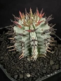 ユーフォルビアホリダ 宇田ゼブラホリダ 雌株B - メルカリ