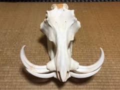 pukupiku8thunder様専用 最大級！イボイノシシの頭骨 - メルカリ