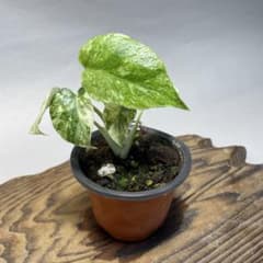 q24モンステラ デリシオーサ レガシー 斑入り - メルカリ