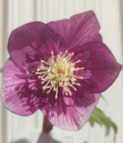 クリスマスローズ パープルベインSD（多分オーレア） おまけ交配