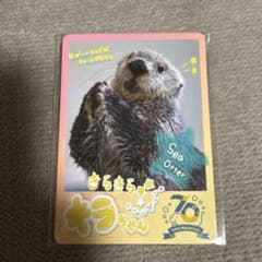 鳥羽水族館 コレクションカード キラちゃん ラッコ - メルカリ