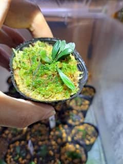 熱帯植物 シダ 希少種 Haplopteris heterophylla 台北産 - メルカリ