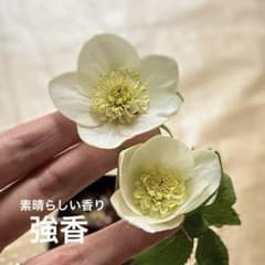 □加藤農園□ 強香 今シーズン株分け クリスマスローズ - メルカリ