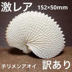 激レア 訳あり チリメンアオイガイ - メルカリ