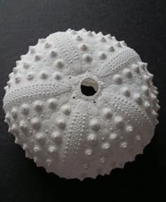 m96956907285_1.jpg?1749358857