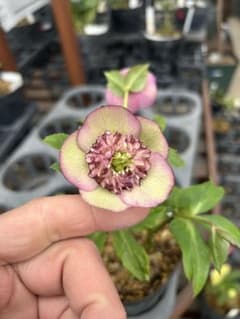 加藤農園 モーリー交配 セミダブル クリスマスローズ 同梱可能 - メルカリ