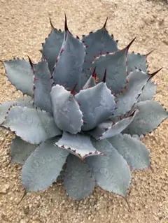 2026年最新】アガベ パリー 大株の人気アイテム - メルカリ