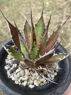 2026年最新】アガベ ホリダ 陽炎の人気アイテム - メルカリ