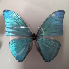 2026年最新】蝶 標本 モルフォの人気アイテム - メルカリ