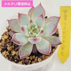 2026年最新】多肉リンゼアナの人気アイテム - メルカリ