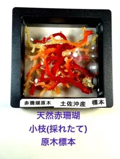 2026年最新】珊瑚原木の人気アイテム - メルカリ