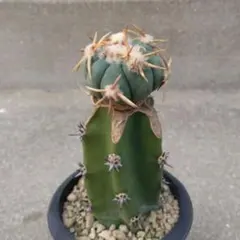 2026年最新】エキノカクタス 翠平丸の人気アイテム - メルカリ