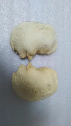 2026年最新】クジラの耳骨の人気アイテム - メルカリ