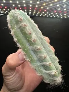 2026年最新】ピロソケレウスの人気アイテム - メルカリ