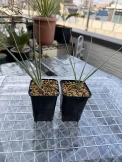 2026年最新】ユッカロストラータ 実生の人気アイテム - メルカリ