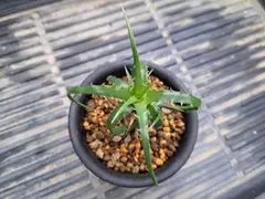 2026年最新】エンコリリウムの人気アイテム - メルカリ