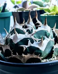 2026年最新】オアハカ 現地球の人気アイテム - メルカリ