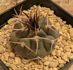 2026年最新】守金魔天竜の人気アイテム - メルカリ