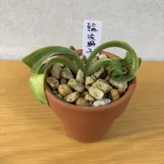 2026年最新】獅子万年青の人気アイテム - メルカリ