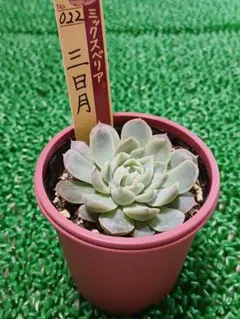 2026年最新】ミックスベリア 三日月の人気アイテム - メルカリ