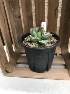 2026年最新】チタノタ悪魔くんの人気アイテム - メルカリ