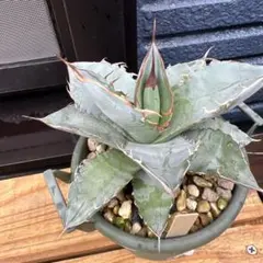 2026年最新】ホワイトアイス アガベの人気アイテム - メルカリ