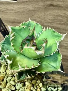 2026年最新】アガベクラウンの人気アイテム - メルカリ